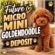 micro mini goldendoodle