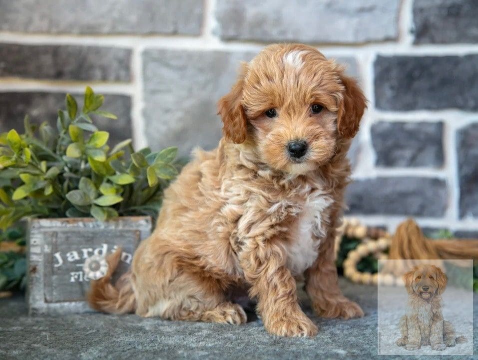 DNA health-clear goldendoodle Winter Park FL - genetic testing ENS Designer Mini Doodles