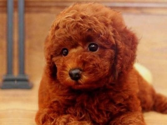 toy poodle puppy training with owner