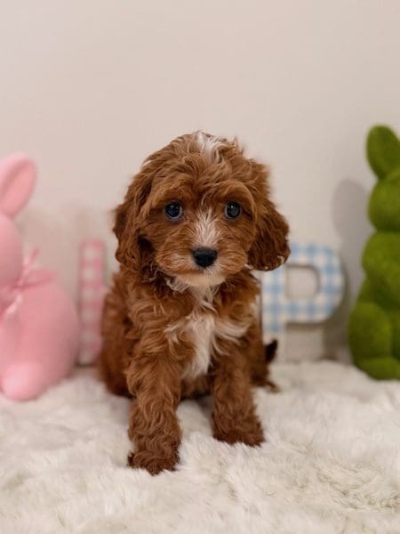 mini goldendoodle puppies Florida