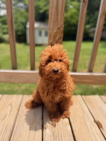 mini goldendoodle puppies