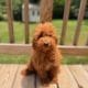 mini goldendoodle puppies