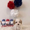 cavapoo breeders near me