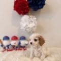 cavapoo puppies nearby