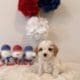 cavapoo breeders Florida