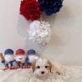 Cavapoo puppies Orlando