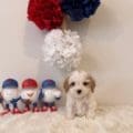 cavapoo breeders
