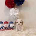 cavapoo for sale