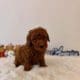 micro goldendoodle puppies