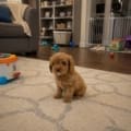 Cavapoo breeder Florida