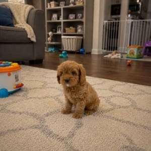 Cavapoo breeder Florida