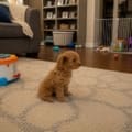 cavapoo breeder Orlando