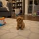 Cavapoo breeders in Orlando