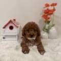 micro doodle puppies florida