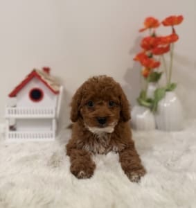 micro doodle puppies florida