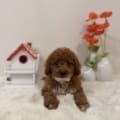micro goldendoodle puppies