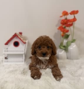 micro goldendoodle puppies