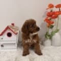 micro mini goldendoodles near me