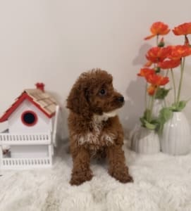 micro mini goldendoodles near me