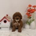 Micro goldendoodle
