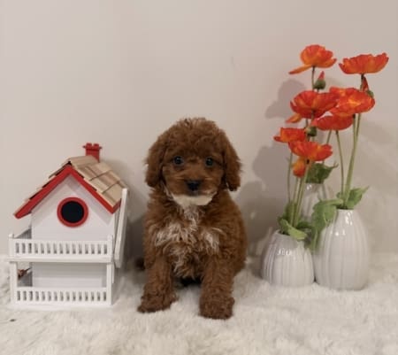 Micro goldendoodle