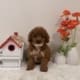 Micro goldendoodle