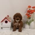 micro goldendoodle puppies