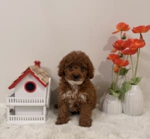 micro goldendoodle puppies
