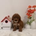 micro goldendoodle puppies