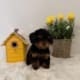 toy poodles for sale