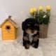 toy poodle puppies nearby