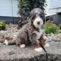 miniature bernedoodle puppies