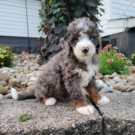 miniature bernedoodle puppies