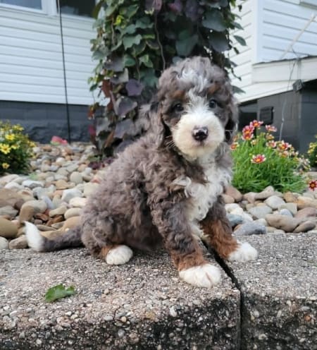 miniature bernedoodle puppies