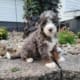 miniature bernedoodle puppies