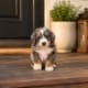 mini bernedoodle breeder