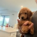 mini goldendoodle puppies