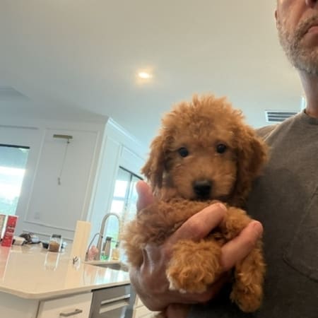 mini goldendoodle puppy