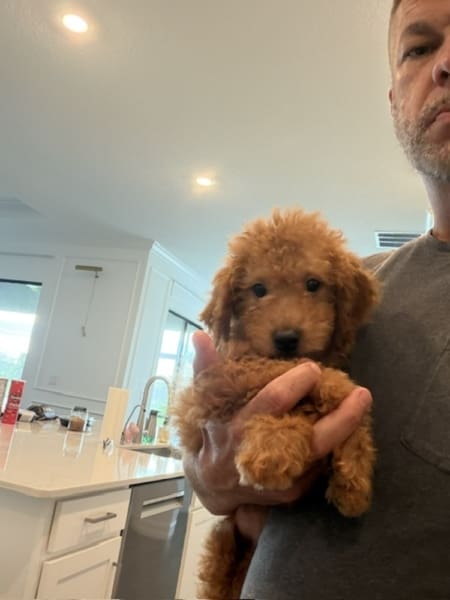 mini goldendoodle puppy