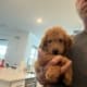 mini goldendoodle puppy