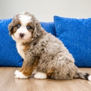 blue eye mini bernedoodle