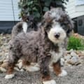 mini bernedoodle merle