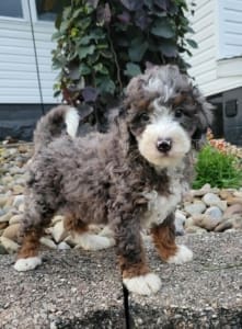 mini bernedoodle merle