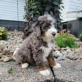 mini bernedoodle puppies near me