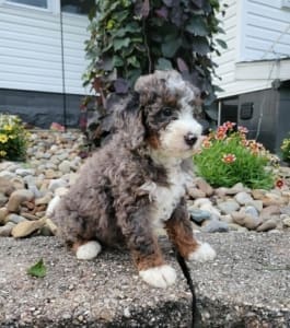 mini bernedoodle puppies near me