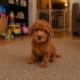 micro goldendoodle for sale