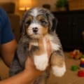 mini bernedoodle