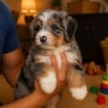 mini bernedoodle