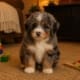 mini bernedoodle puppy