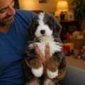mini bernedoodle for sale